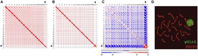 A Hypothesis: Linking Phase Separation to Meiotic Sex Chromosome Inactivation and Sex-Body Formation